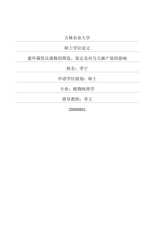 蜜环菌优良菌株的筛选、鉴定及对乌天麻产量的影响
