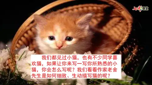 冀教语文四年级下册6 我们家的猫.pptx