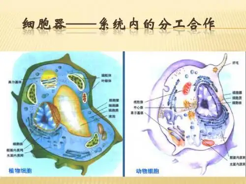细胞器——系统内的分工合作