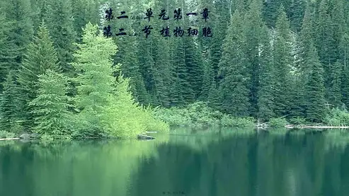 七年级生物上册 第二单元第一章第二节《植物细胞》课件