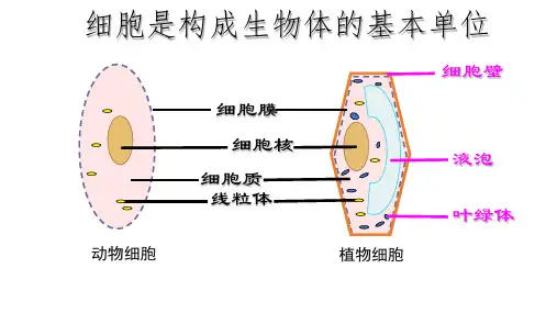 细胞的生活PPT课件