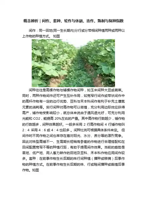 概念辨析｜间作、套种、轮作与休耕、连作、熟制与复种指数