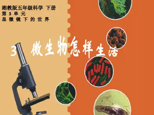 五年级下册科学课件-3.3 微生物怎样生活(1)-湘科版