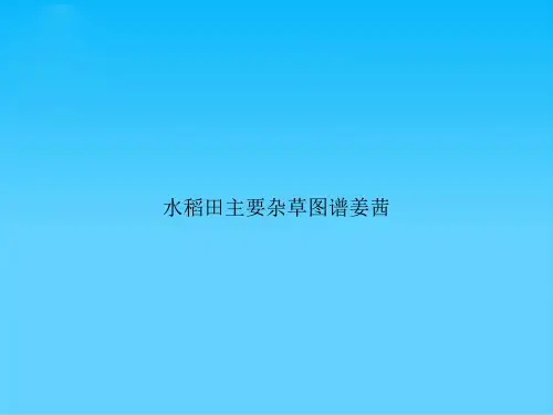 水稻田主要杂草图谱姜茜