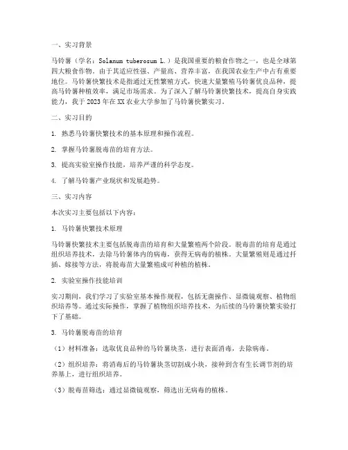 马铃薯快繁实习报告