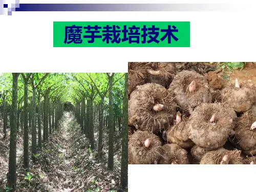 《魔芋种植技术》PPT课件