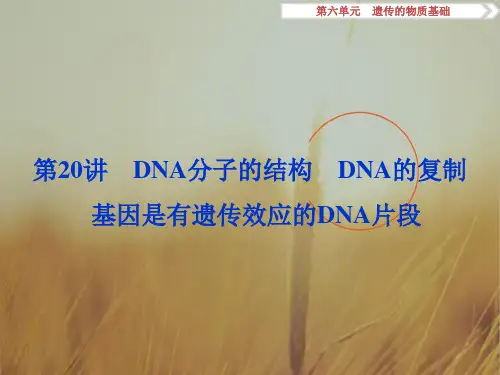 2018高考生物新课标一轮复习课件：第6单元 遗传的物质基础 第20讲