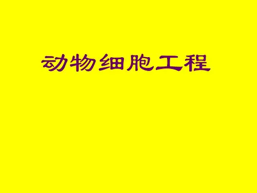 高三生物---动物细胞工程专题公开课一等奖课件省赛课获奖课件