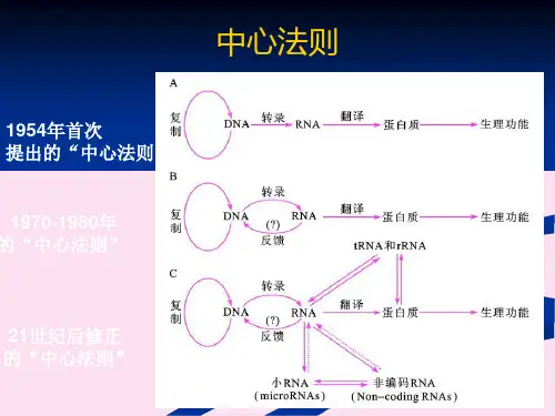 分子生物学第五章原核转录