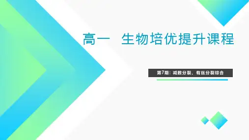 有丝分裂和减数分裂综合-高一生物知识点总结(人教版2019必修2)