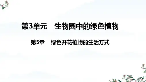 3.5绿色开花植物的生活方式复习课件(共43张PPT)  北师大版生物七年级上册