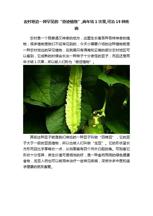 农村地边一种罕见的“奇迹植物”,两年结1次果,可治19种疾病