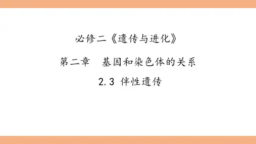 伴性遗传(第2课时)课件-高一生物人教版(2019)必修2