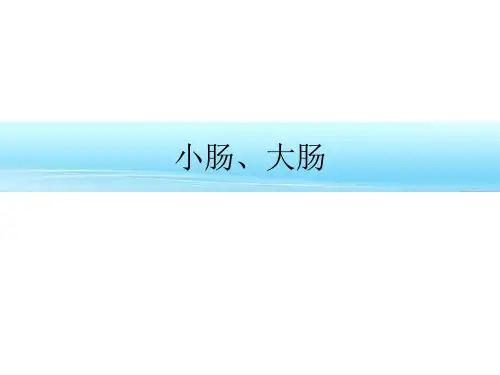 解剖学课件-小肠、大肠