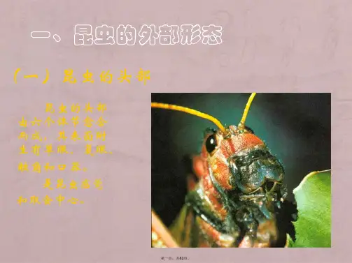 昆虫的形态、解剖与分类