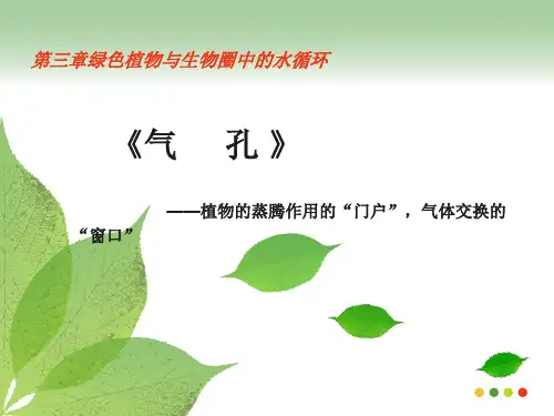 绿色植物与生物圈中的水循环 气孔