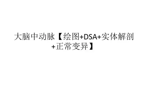 大脑中动脉【绘图+DSA+实体解剖+正常变异】