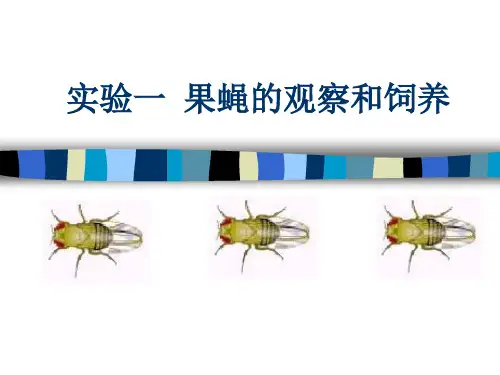 果蝇的观察和饲养ppt
