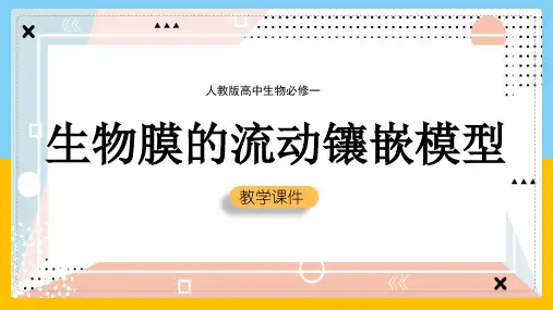 高中生物人教版必修一《生物膜的流动镶嵌模型》课件