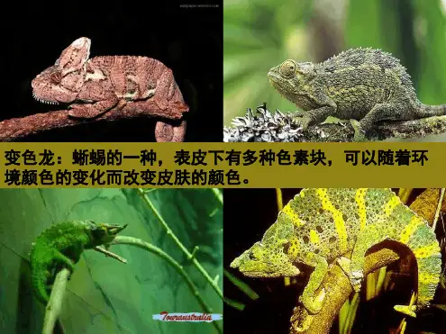 《变色龙》优秀PPT课件