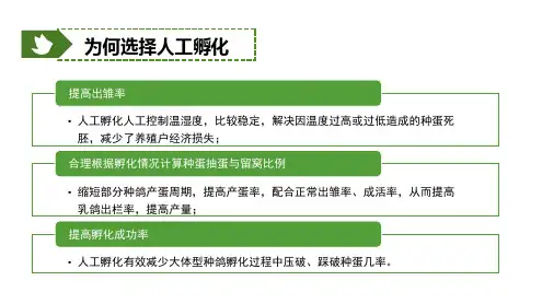 鸽生产技术—鸽的人工孵化(禽生产课件)