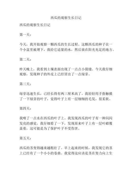 西瓜的观察生长日记