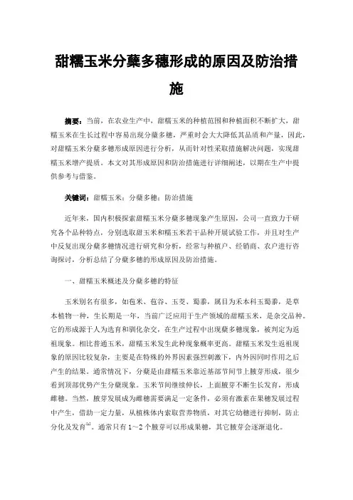 甜糯玉米分蘖多穗形成的原因及防治措施
