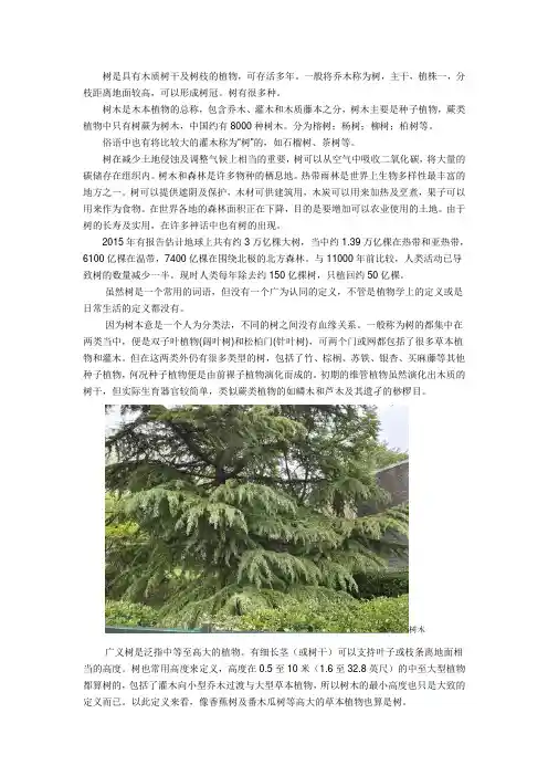 树木 植物概念