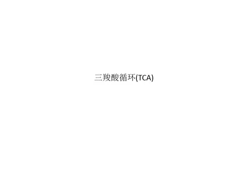 三羧酸循环(TCA)