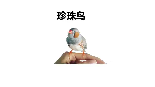 4 珍珠鸟课件(共17张PPT)
