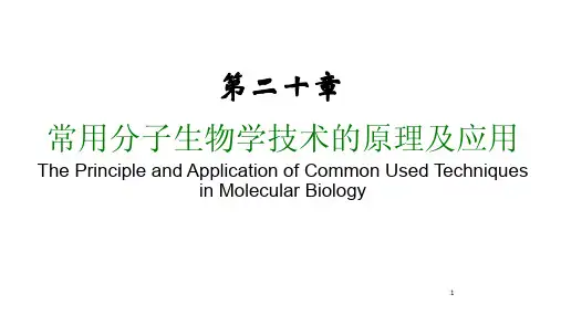 第一节  核酸分子杂交-PPT