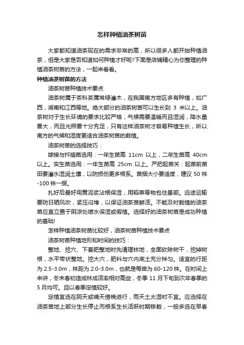怎样种植油茶树苗