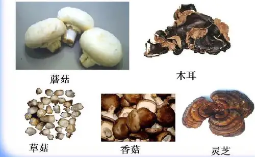 人教版初中生物八年级上册第五单元第四章第三节真菌