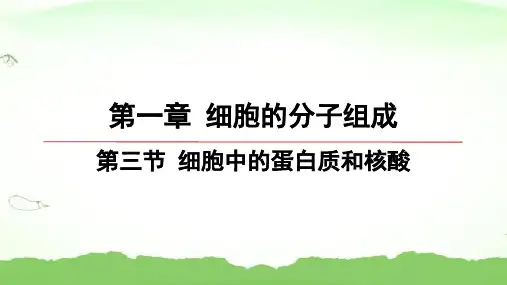 第3节-细胞中的蛋白质和核酸高中生物必修一苏教版