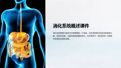 消化系统概述课件
