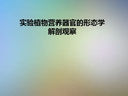 实验植物营养器官的形态学解剖观察