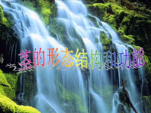 华师大版科学八年级上册4.1《绿色开花植物的营养器官茎的形态结构和功能》(共31张PPT)