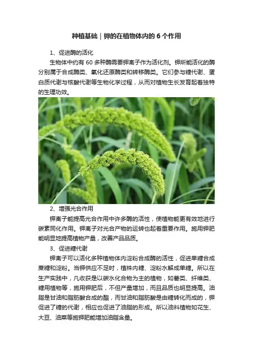 种植基础｜钾的在植物体内的6个作用