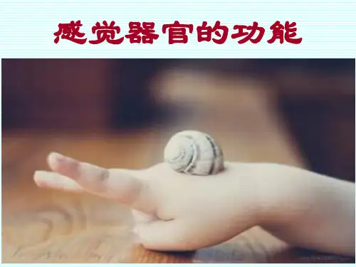 感觉器官的功能生理学ppt课件