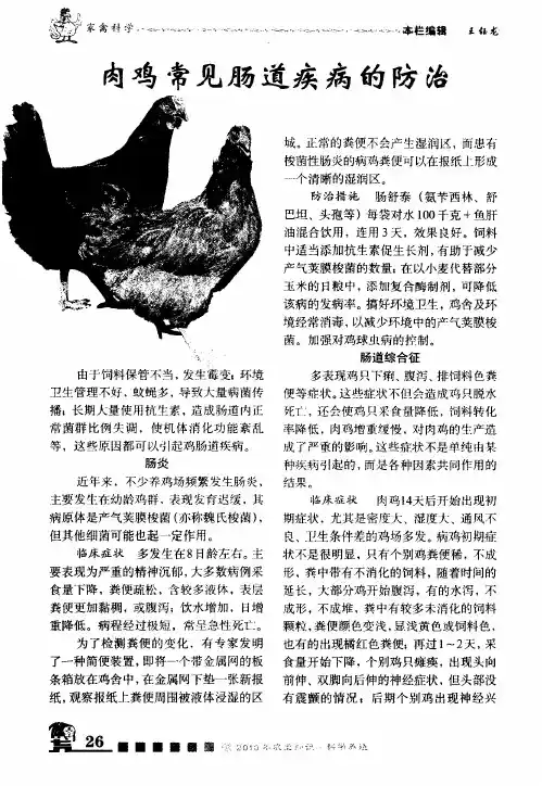 肉鸡常见肠道疾病的防治