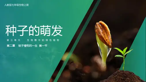 第一节种子的萌发课件(人教版生物)