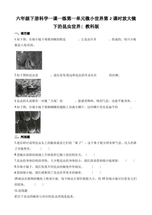 六年级下册科学一课一练第一单元微小世界第2课时放大镜下的昆虫世界∣教科版