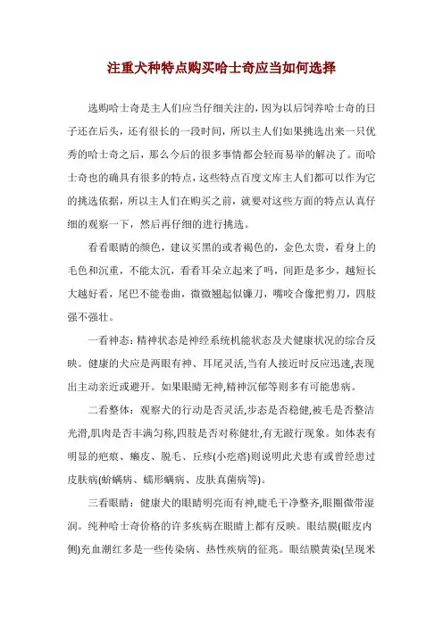 注重犬种特点 购买哈士奇应当如何选择
