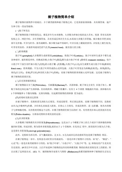 裸子植物简单介绍