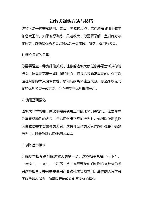 边牧犬训练方法与技巧