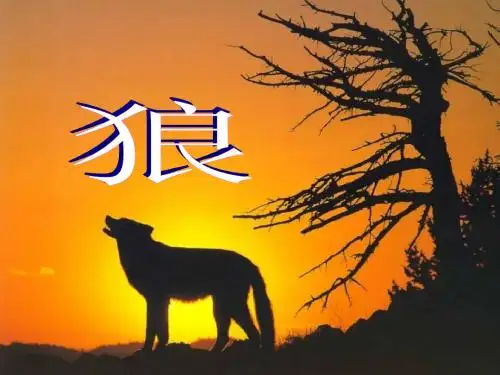 七年级狼课件