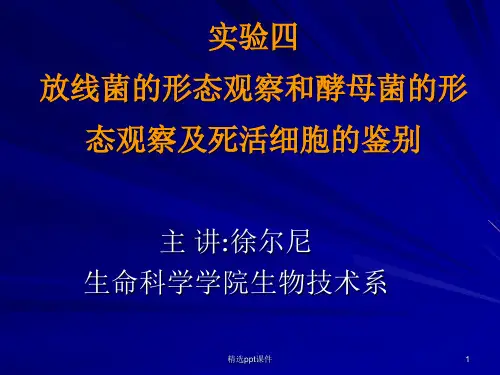 实验四、放线菌的形态观察和酵母菌的形态观察及死活细胞鉴别