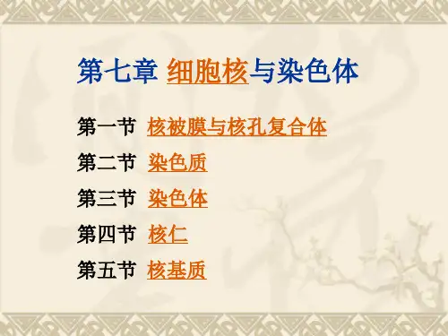 第七章细胞核与染色体