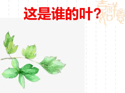 教科版一年级科学上册 《这是谁的叶》PPT