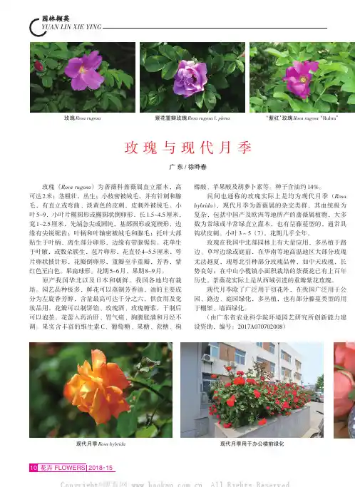 玫瑰与现代月季